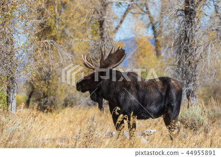 Bull Moose in the Fall Rut 44955891