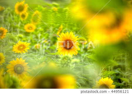 sunflowers field 44956121