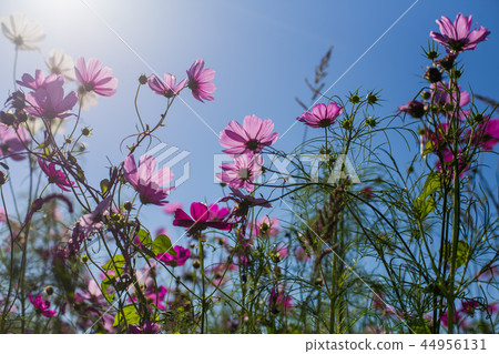 cosmos garden with blue sky 44956131