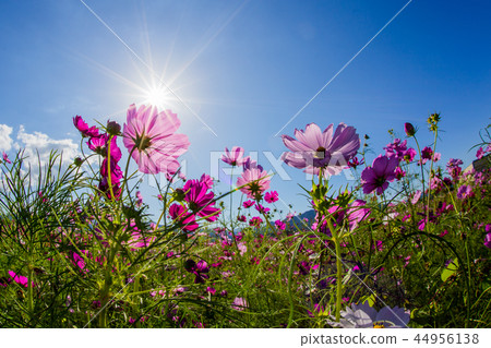 cosmos garden with blue sky 44956138