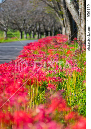 red spider lily Lycoris radiata 44956139