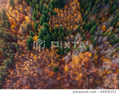 Aerial drone view on a forest during autum 44956352