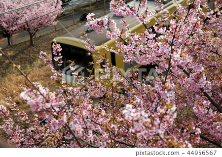 京急列車在盛開的櫻花盛開 44956567