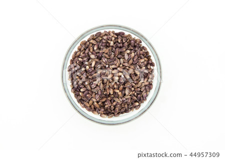 Purple Barley: Purple Barley 44957309