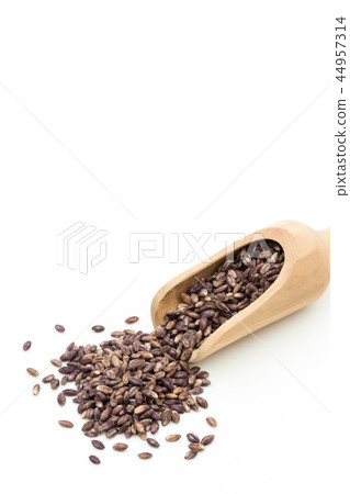 Purple Barley: Purple Barley 44957314