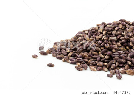 Purple Barley: Purple Barley 44957322