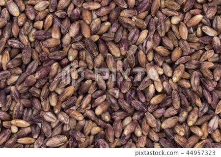 Purple Barley: Purple Barley 44957323