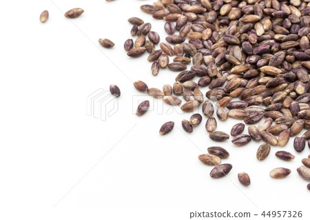Purple Barley: Purple Barley 44957326