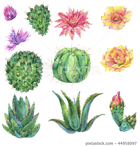 Set of watercolor cactus, succulent, flowers. Natural illustration 44958097