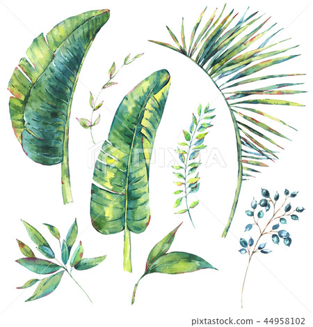 Set of watercolor exotic natural vintage banana leaves and berri 44958102