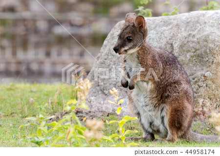 Wallaby Wallaby 44958174