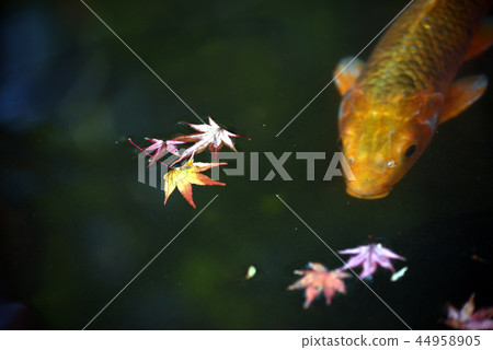 秋季葉子和Nishikigoi 44958905