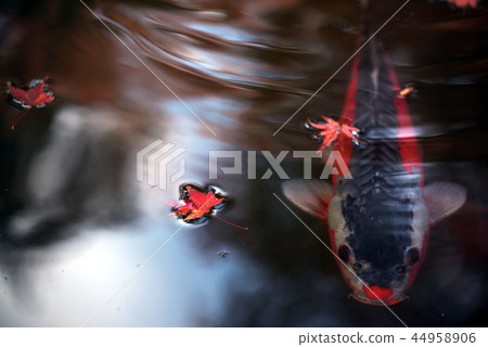 秋季葉子和鯉魚 44958906