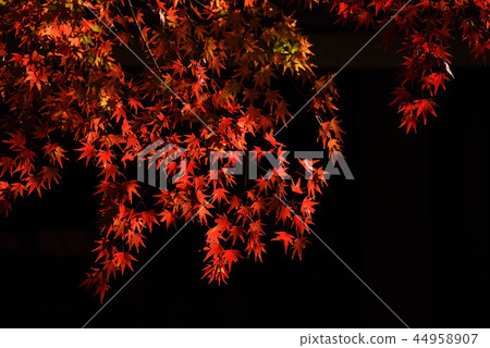 明亮的秋葉黑色背景 44958907