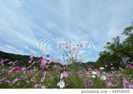 Cosmos in Ochi-machi, refreshingly Cosmos in Ochi-machi, refreshingly 44959045