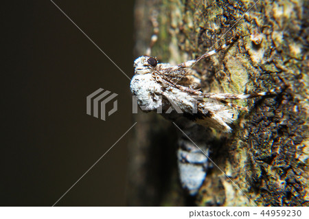 A kind of fuyushak (female) A kind of fuyushak (female) 44959230