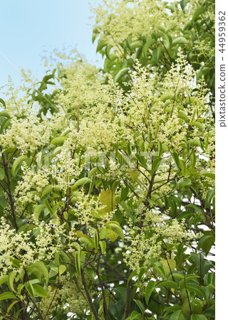 White pine tree 44959362