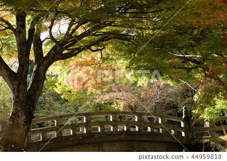 Autumn leaves of the shrine approach 44959818
