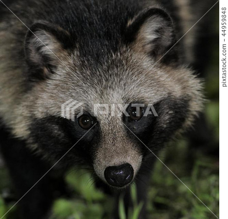 Tanuki臉（鹿兒島縣） 44959848