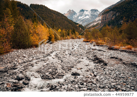 Beautiful orange and red autumn forest in Switzerland. 44959977