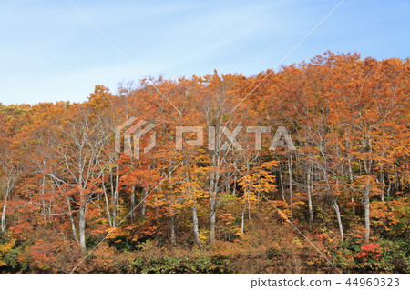 Autumn leaves of the Nagora Plateau Beech forest at the end of the teahouse pond Autumn leaves of the Nagora Plateau Beech forest at the end of the teahouse pond 44960323