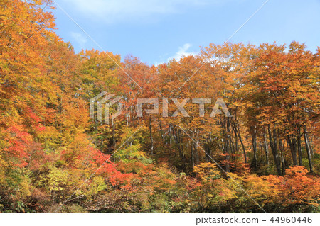 Nagora高原山毛櫸森林的秋葉在茶館池塘結束時 44960446