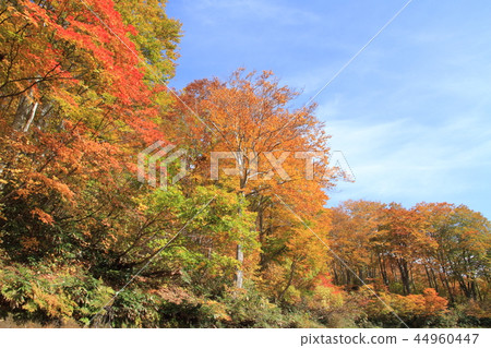 Autumn leaves of the Nagora Plateau Beech forest at the end of the teahouse pond 44960447