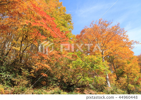 Nagora高原山毛櫸森林的秋葉在茶館池塘結束時 44960448