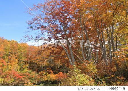 Nagora高原山毛櫸森林的秋葉在茶館池塘結束時 44960449