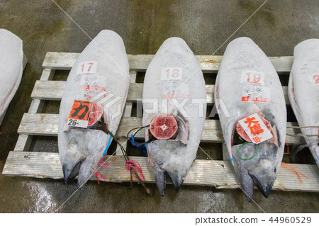 靜岡縣沼津魚市金槍魚拍賣網站 44960529
