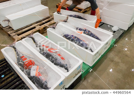 靜岡縣沼津魚市場海鮮市場 靜岡縣沼津魚市場海鮮市場 44960564
