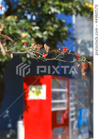 開花的樹紅色果子 開花的樹紅色果子 44960578