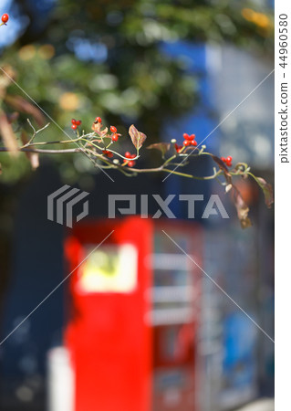 開花的樹紅色果子 開花的樹紅色果子 44960580
