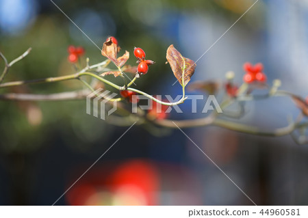 開花的樹紅色果子 44960581