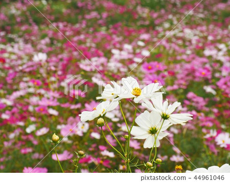 Colorful cosmos Colorful cosmos 44961046