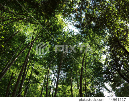 Takebayashi Mori Takebayashi Mori 44961217