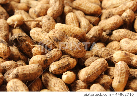Digging groundnut Digging groundnut 44962710