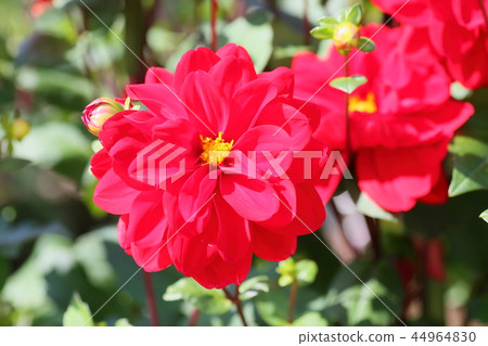 大麗花花 44964830