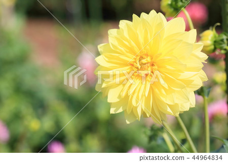 Dahlia flower Dahlia flower 44964834