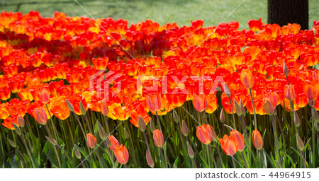 Tulips Blooming in Spring Tulips Blooming in Spring 44964915
