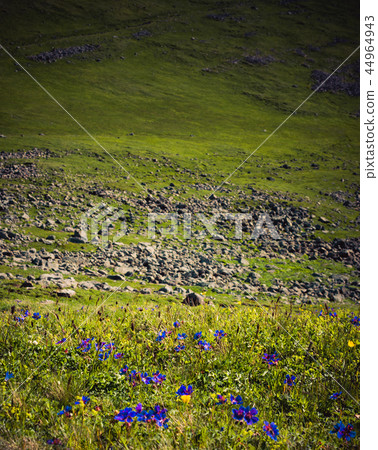 Blooming beautiful colorful wild flowers in view Blooming beautiful colorful wild flowers in view 44964943