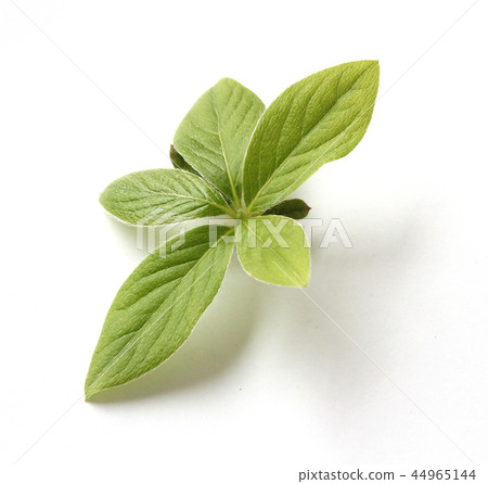 杜鵑花葉 44965144