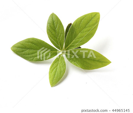 杜鵑花葉 44965145