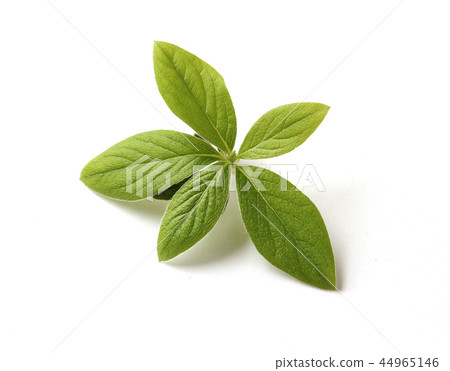 杜鵑花葉 44965146