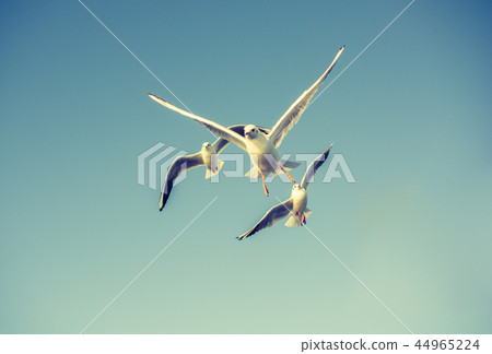 Seagulls flying in the sky 44965224
