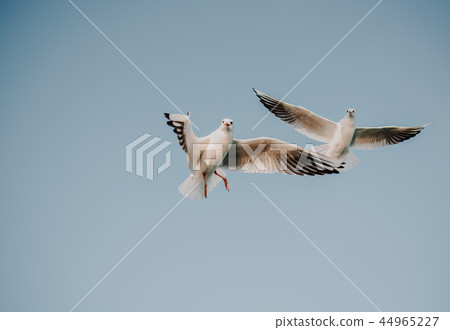 Seagulls flying in the sky 44965227
