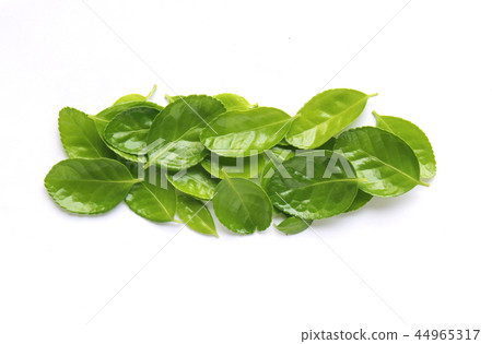 leaf leaf 44965317