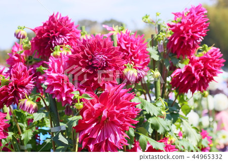 Dahlia flower 44965332