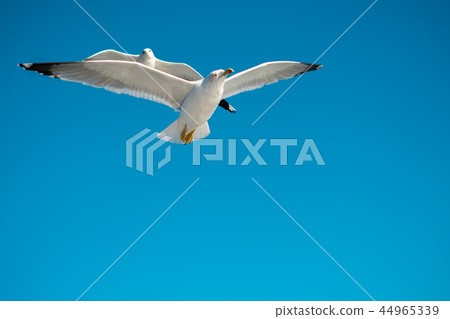 Seagulls flying in the sky 44965339