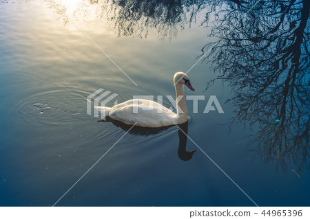Single swan lives in the pond Single swan lives in the pond 44965396